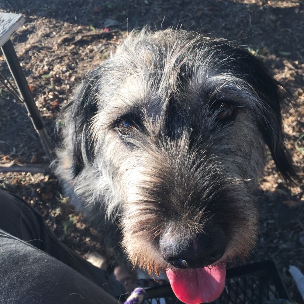 Meet your Posher, Holly